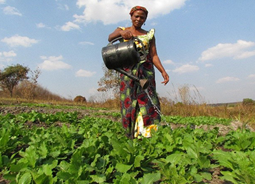 Sécurité alimentaire : Livelihood; Elevage, agriculture